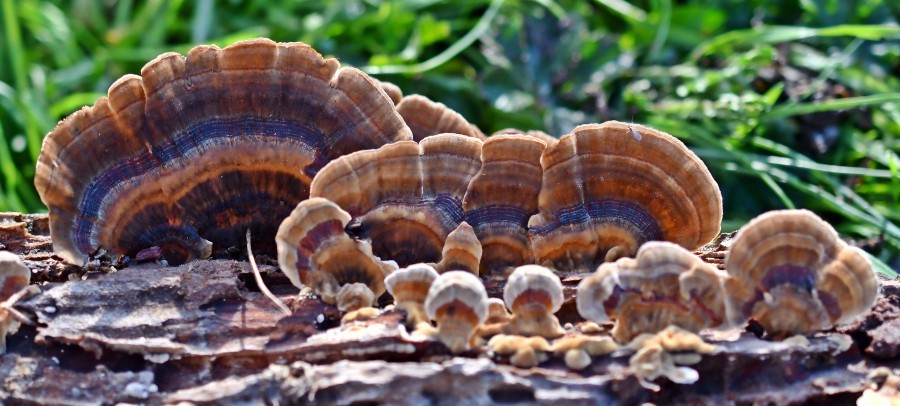Turkey Tail Mushrooms on Tree Bark in Forest